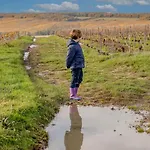 Au Gré Des Lis *