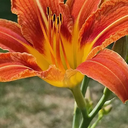 Au Gré Des Lis * Belval-sous-Chatillon