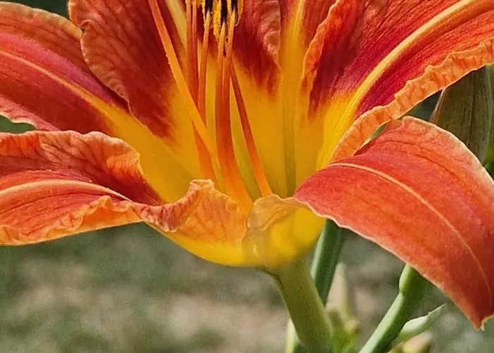 Au Gre Des Lis * Belval-sous-Chatillon