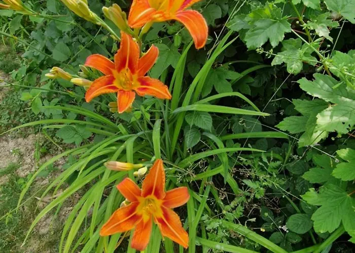 Villa Au Gre Des Lis